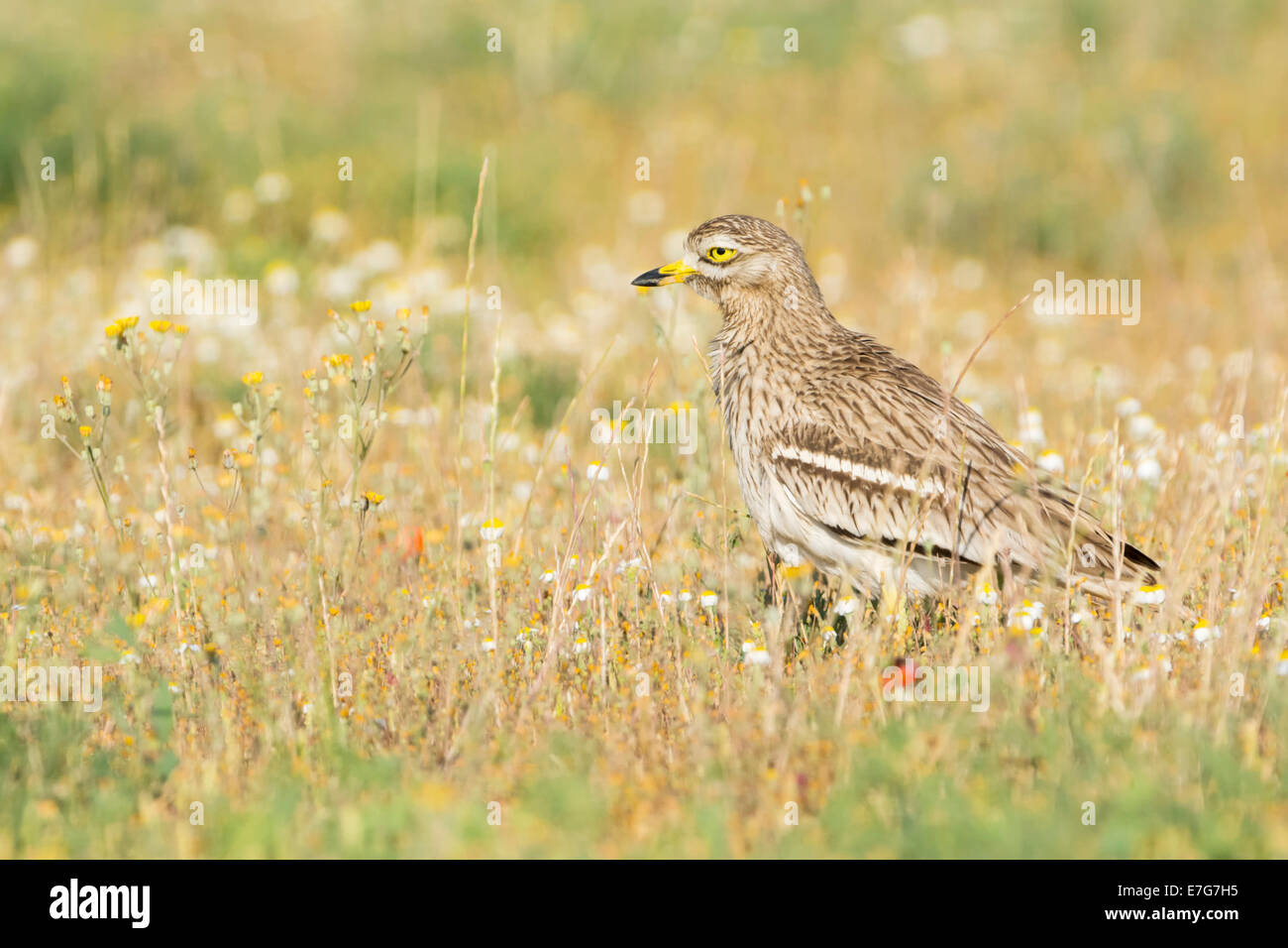 In pietra (curlew Burhinus oedicnemus) adulto, in piedi nel prato tra fiori, Catalogna, Spagna. Foto Stock