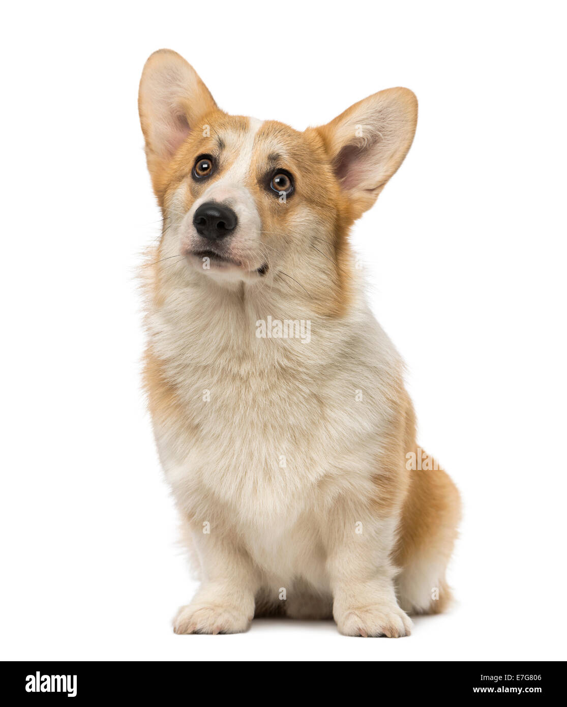 Welsh Corgi Pembroke (7 mesi) contro uno sfondo bianco Foto Stock