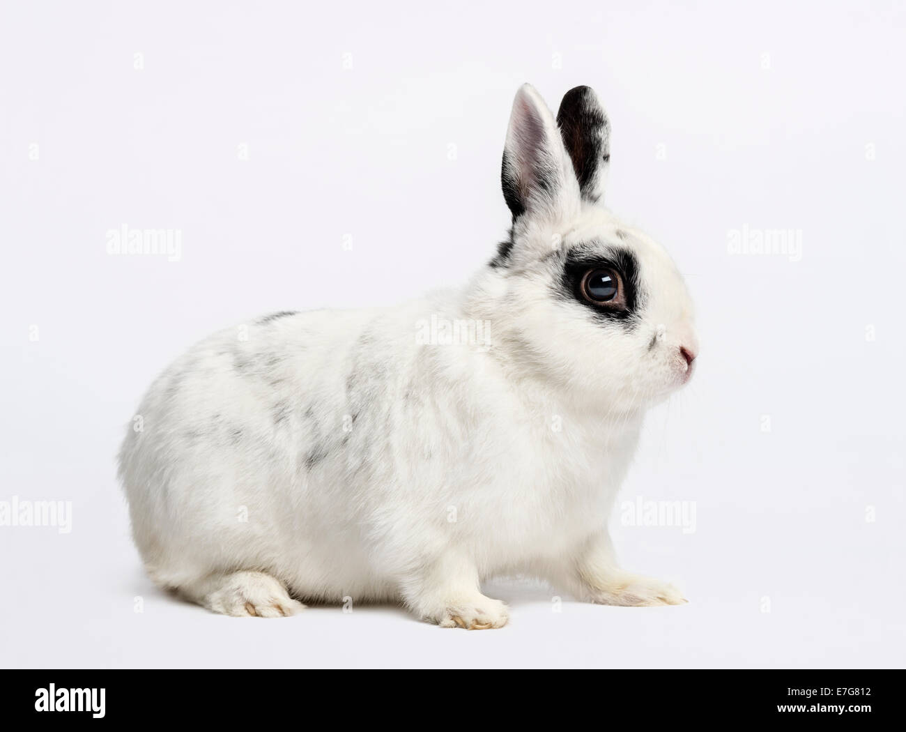 Coniglio (3 anni) contro uno sfondo bianco Foto Stock