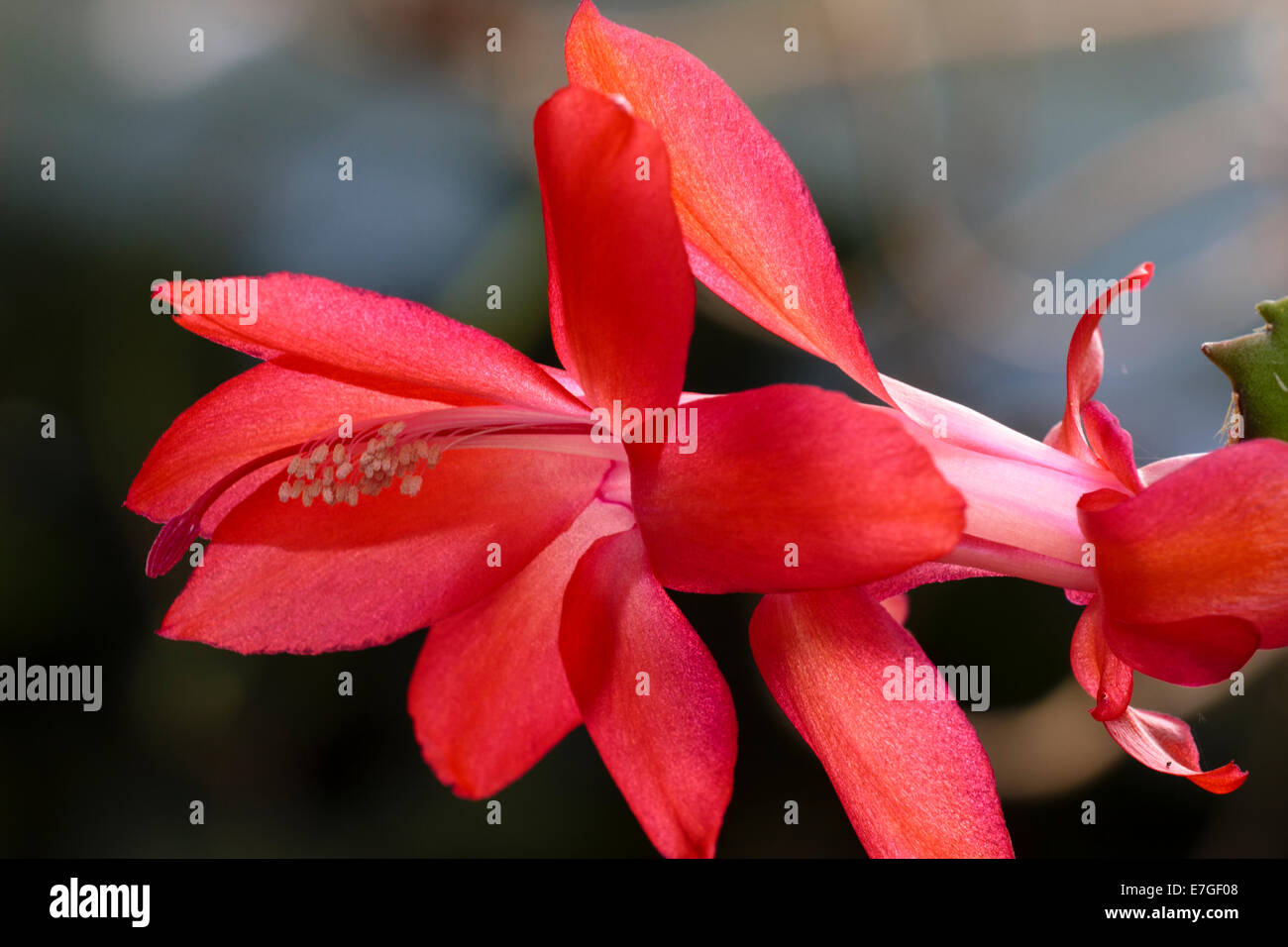 Close up di un fiore di un rosso forma di Natale di cactus, Schlumbergera truncata Foto Stock