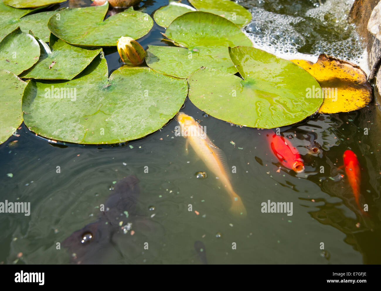Pesce d'oro o carpa che alimentano alla superficie di uno stagno del giardino Foto Stock