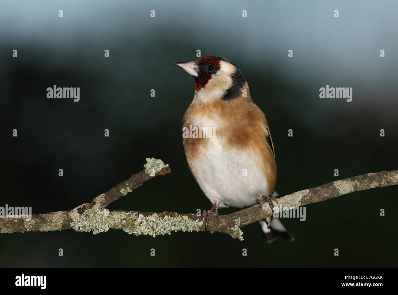 Ritratto di un cardellino Foto Stock