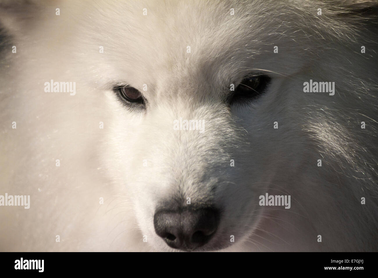 Close up Samoiedo cane essendo preparato per la sua classe in un cane locale show. Foto Stock