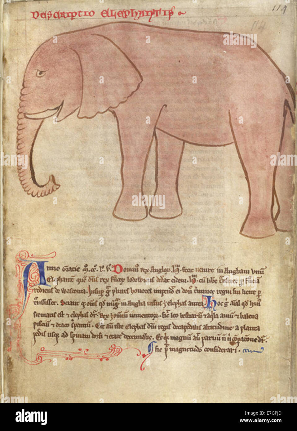 Disegno di un elefante, copiato da Giovanni di Wallingford dopo Matteo Parigi (1255) - BL cotone MS Giulio D VII, f. 114r Foto Stock