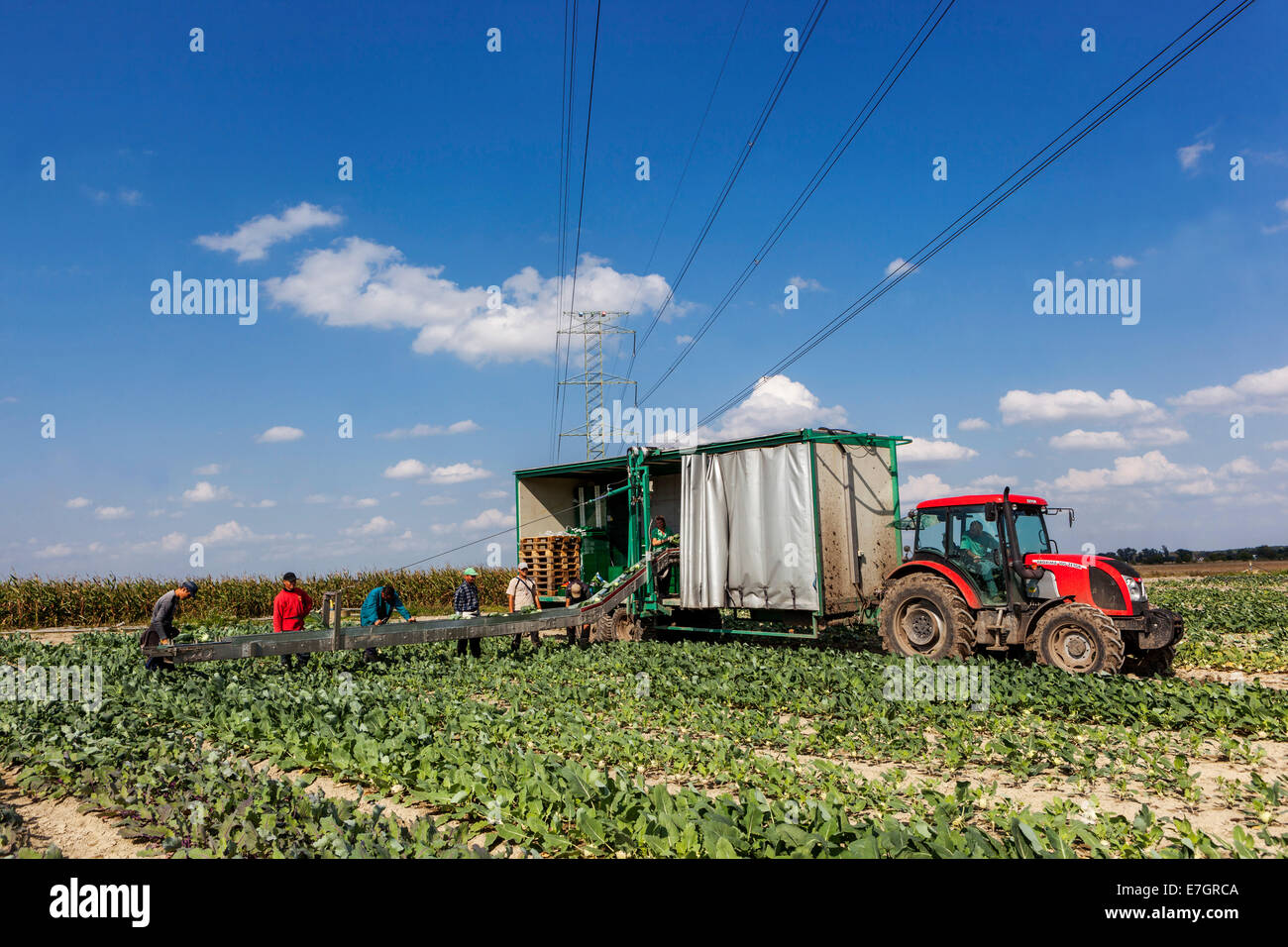 Raccoglitori rumeni per raccogliere la fattoria della Repubblica Ceca di kohlrabi Foto Stock