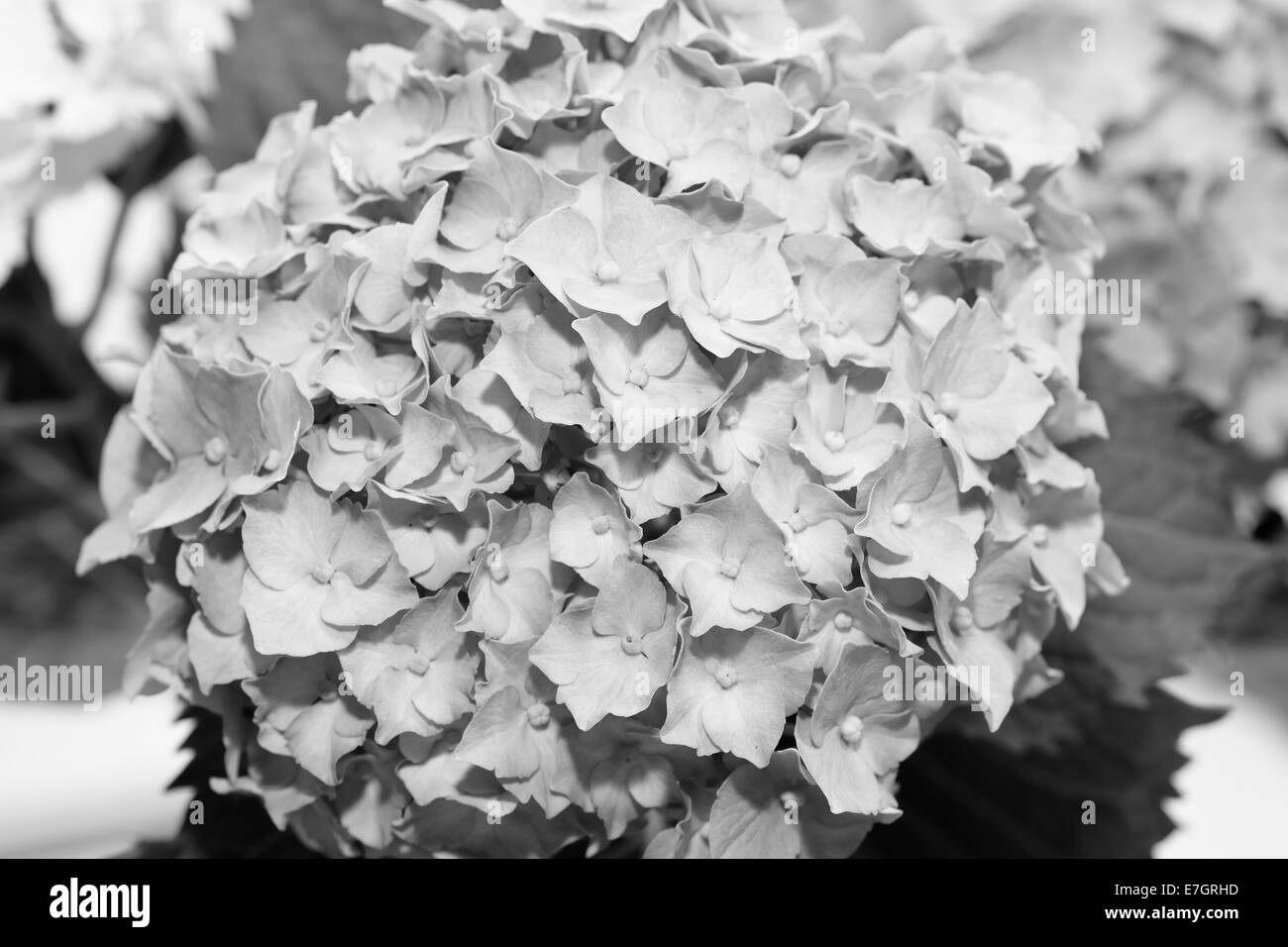 Hortensia fiore in bianco e nero vista. Foto Stock