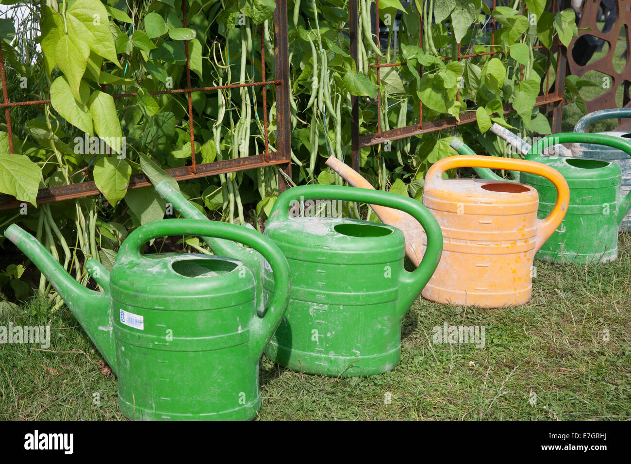 Fila di innaffiatoi accanto a fagioli francesi a Tatton Park 2014 Cheshire RHS flower show - la siccità Foto Stock