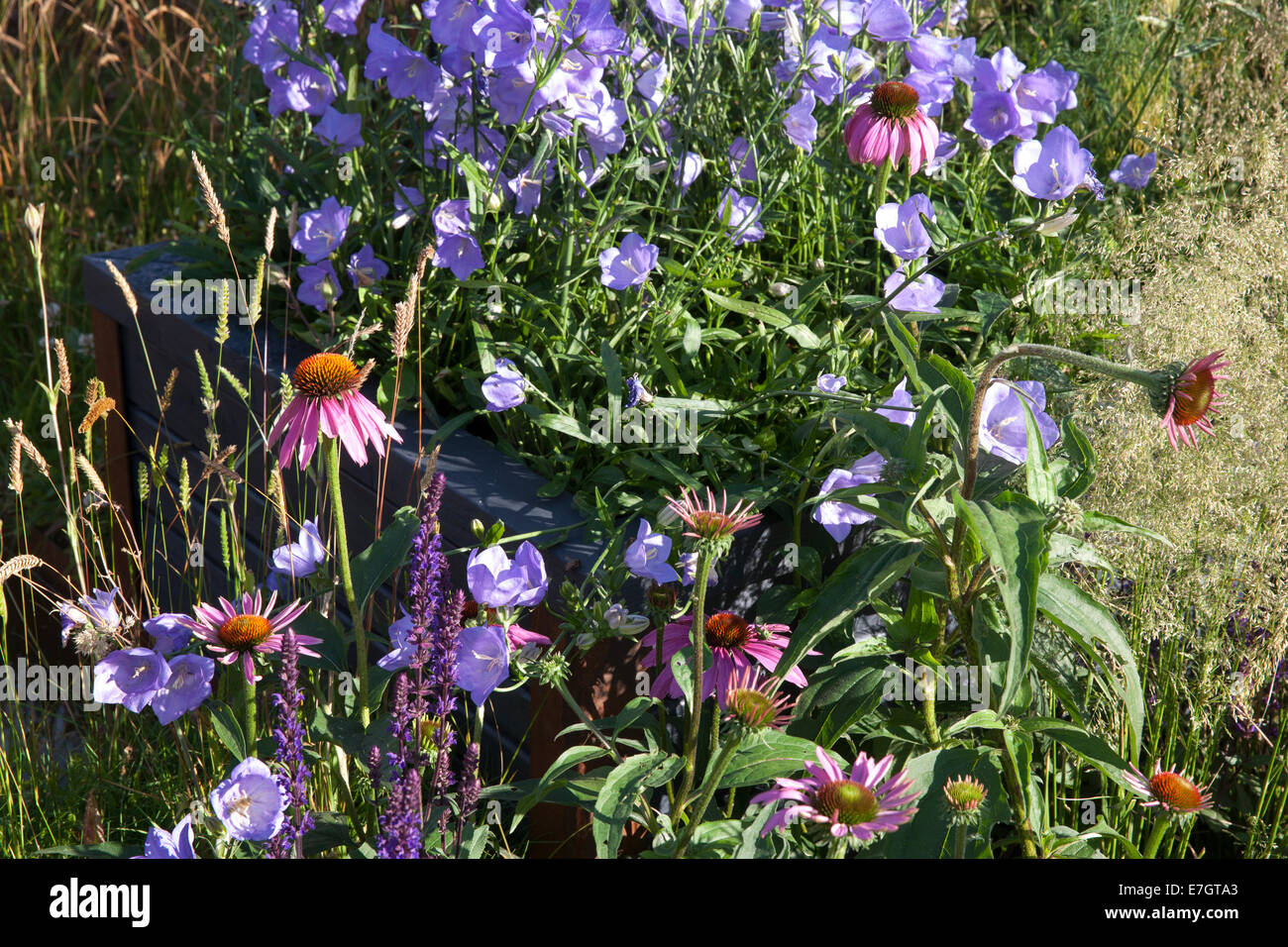 Giardino - Maggie's Forest Garden - Echinacea purpurea e campanula - Designers - Amanda Waring e Laura Arison Foto Stock