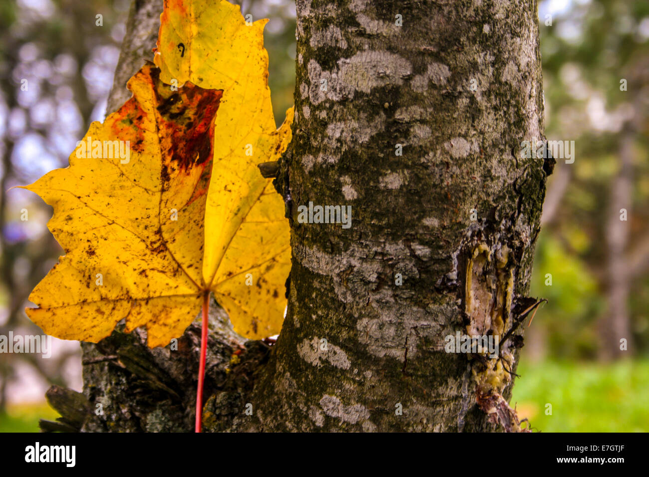 Foglia di acero Foto Stock
