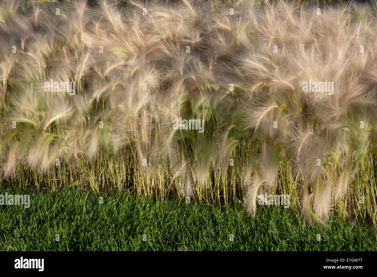 Giardino - See the Wind - erba ornamentale erbe confini piantagione di Hordeum Jubatum orzo ornamentale erba - Designers - Joan Mulvenna UK Foto Stock