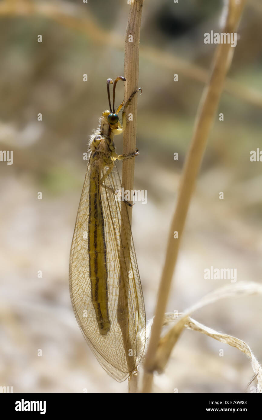 L'Ant Lion, gigante per adulti (Lacewing) Foto Stock