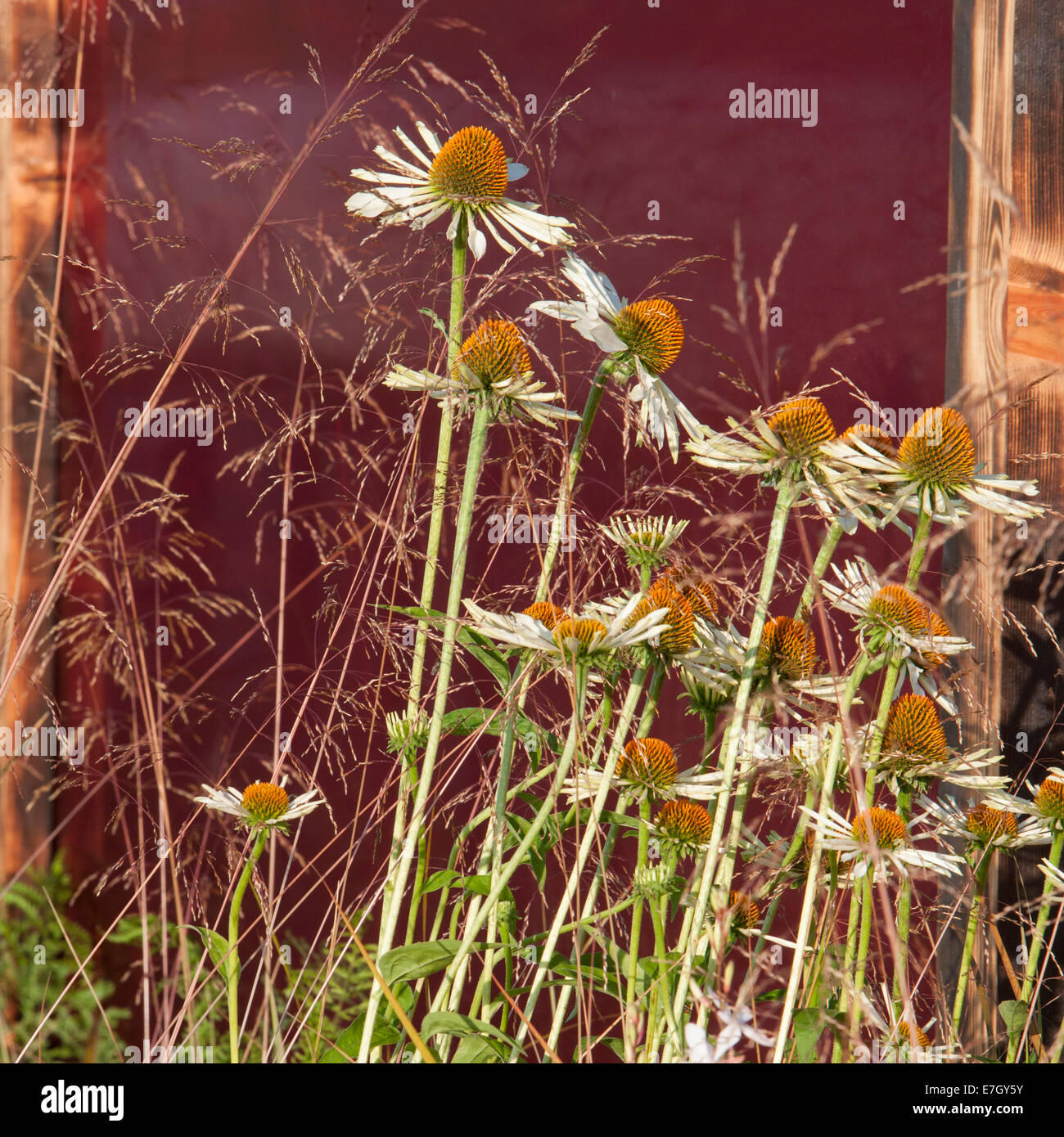 Tatton Park RHS flower show 2014 giovane designer dell'anno di competizione - argento dorato - Giardino - Prehistoric Modernismo Foto Stock