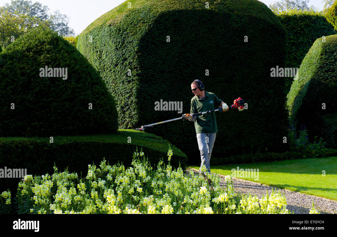 L'uomo operanti tagliasiepi in topiaria da giardini di Levens Hall, South Lakeland, Cumbria, England Regno Unito Foto Stock