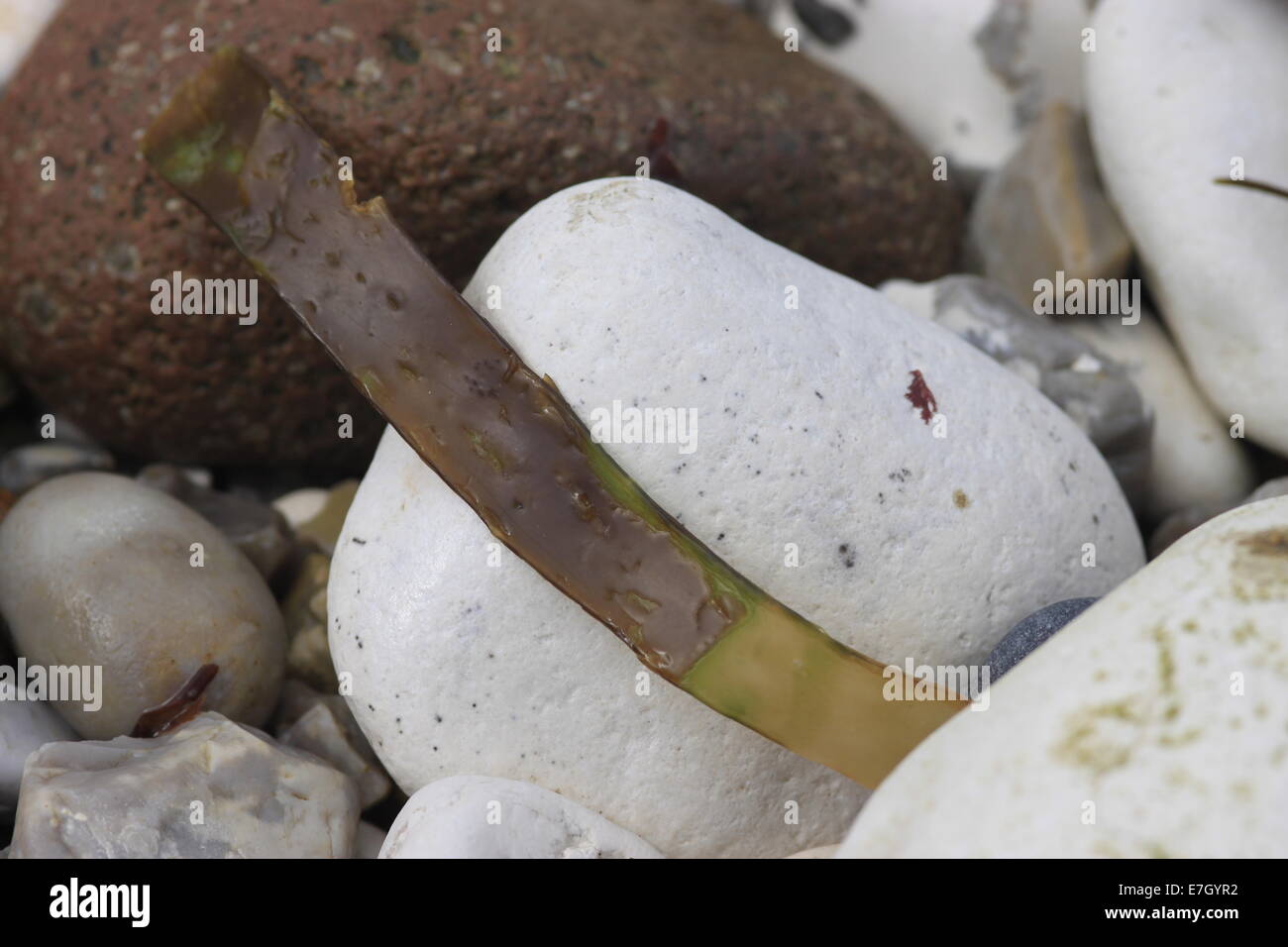 Le alghe che assomiglia a una bottiglia di cola masticare e gesso bianco spiaggia di ciottoli a Flamborough, East Yorkshire Foto Stock