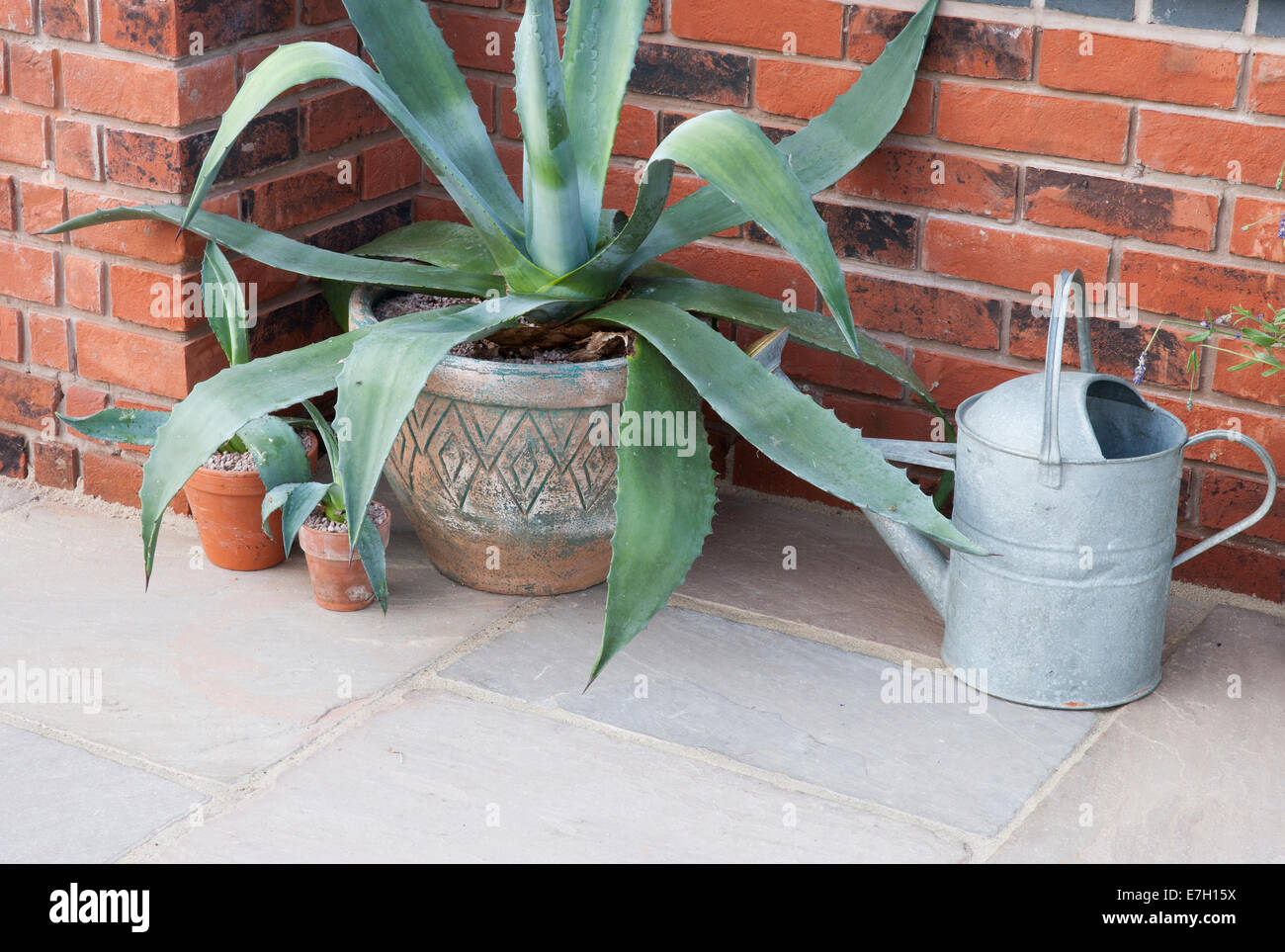 Hartley Botanic serra a Tatton Park flower show 2014 Foto Stock