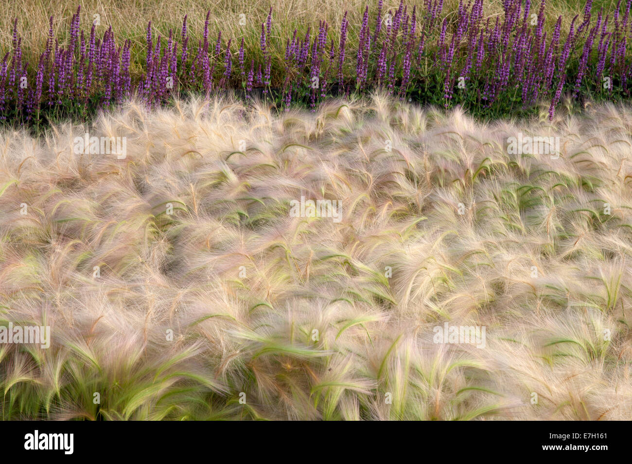 Giardino - See the Wind - erba ornamentale erbe piantagione di confine di Hordeum Jubatum orzo ornamentale erba Salvia nemorosa 'Amethyst' - UK Foto Stock