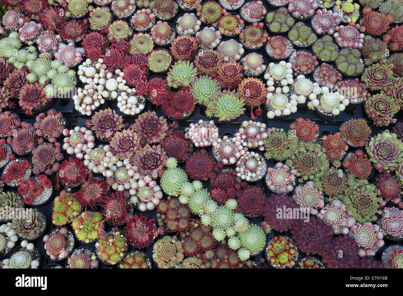 Sempervivum misti da sopra Foto Stock Sempervivum misti da sopra Foto Stock