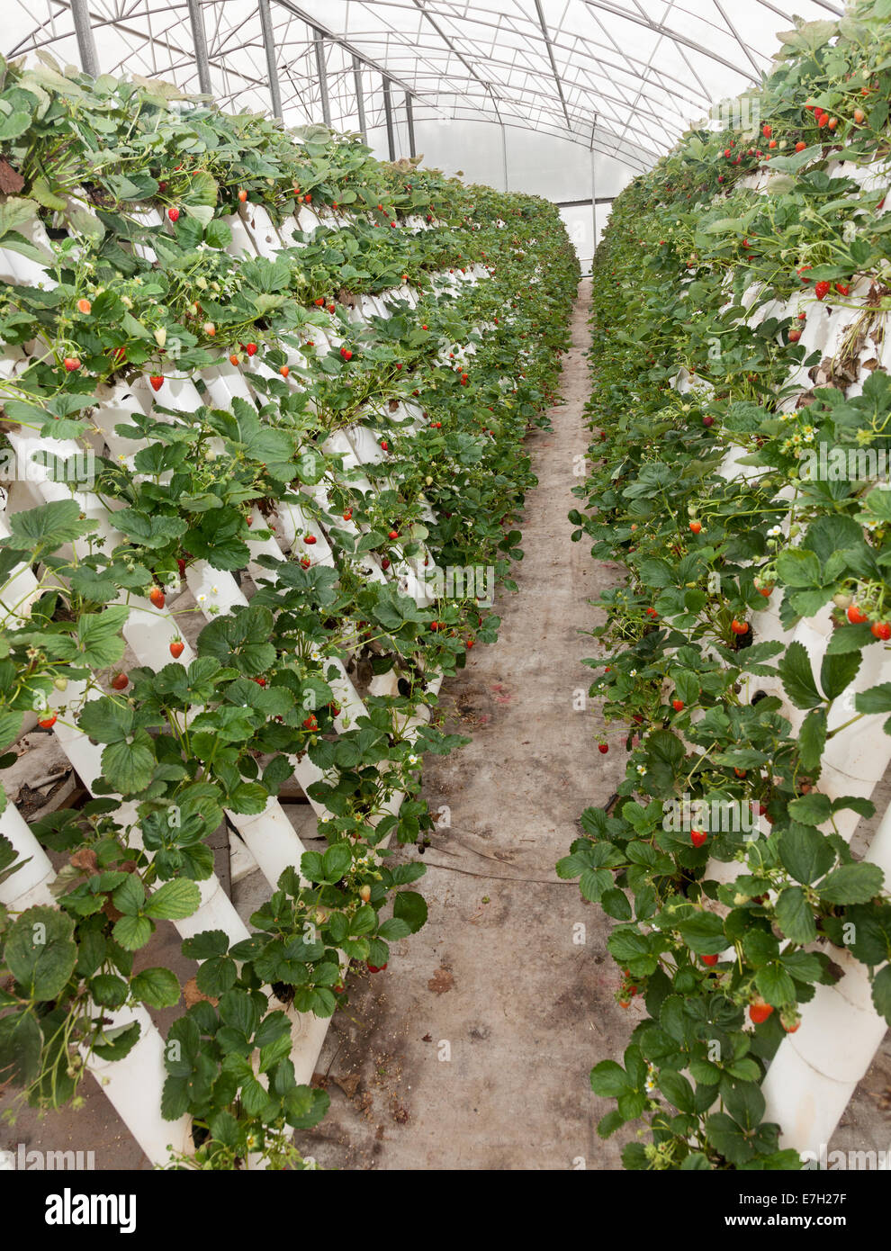 Le fragole coltivate senza terreno Foto Stock