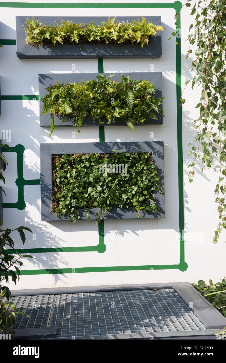 Giardino - Verde digitale - giardinaggio verticale giardino parete vivente piantata con felci ed edera - progettisti - studenti universitari di Clusius Foto Stock