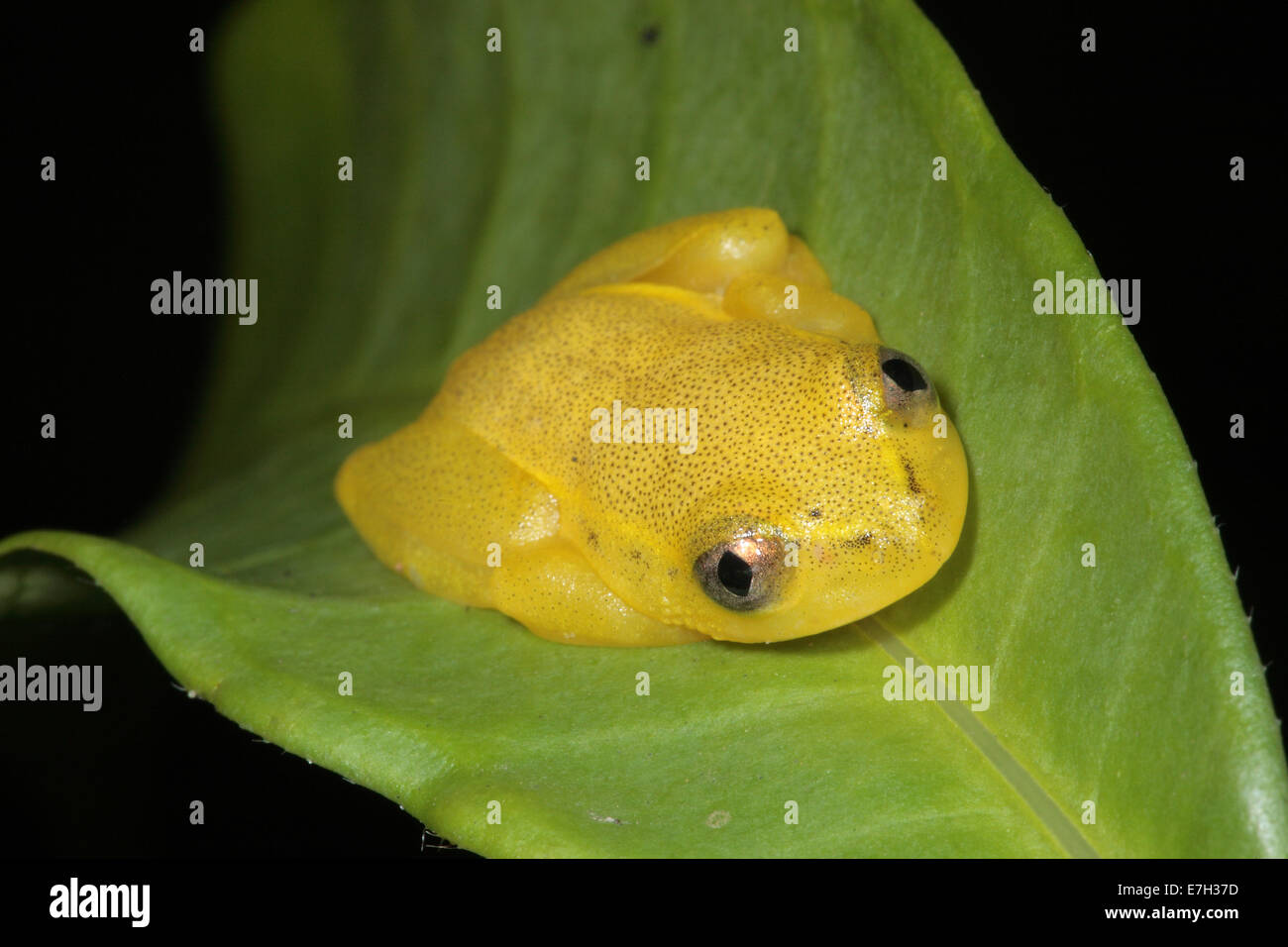 Avvistato Madagascar Reed (Rana Heterixalus punctatus), Nosy mangabe, Madagascar Foto Stock