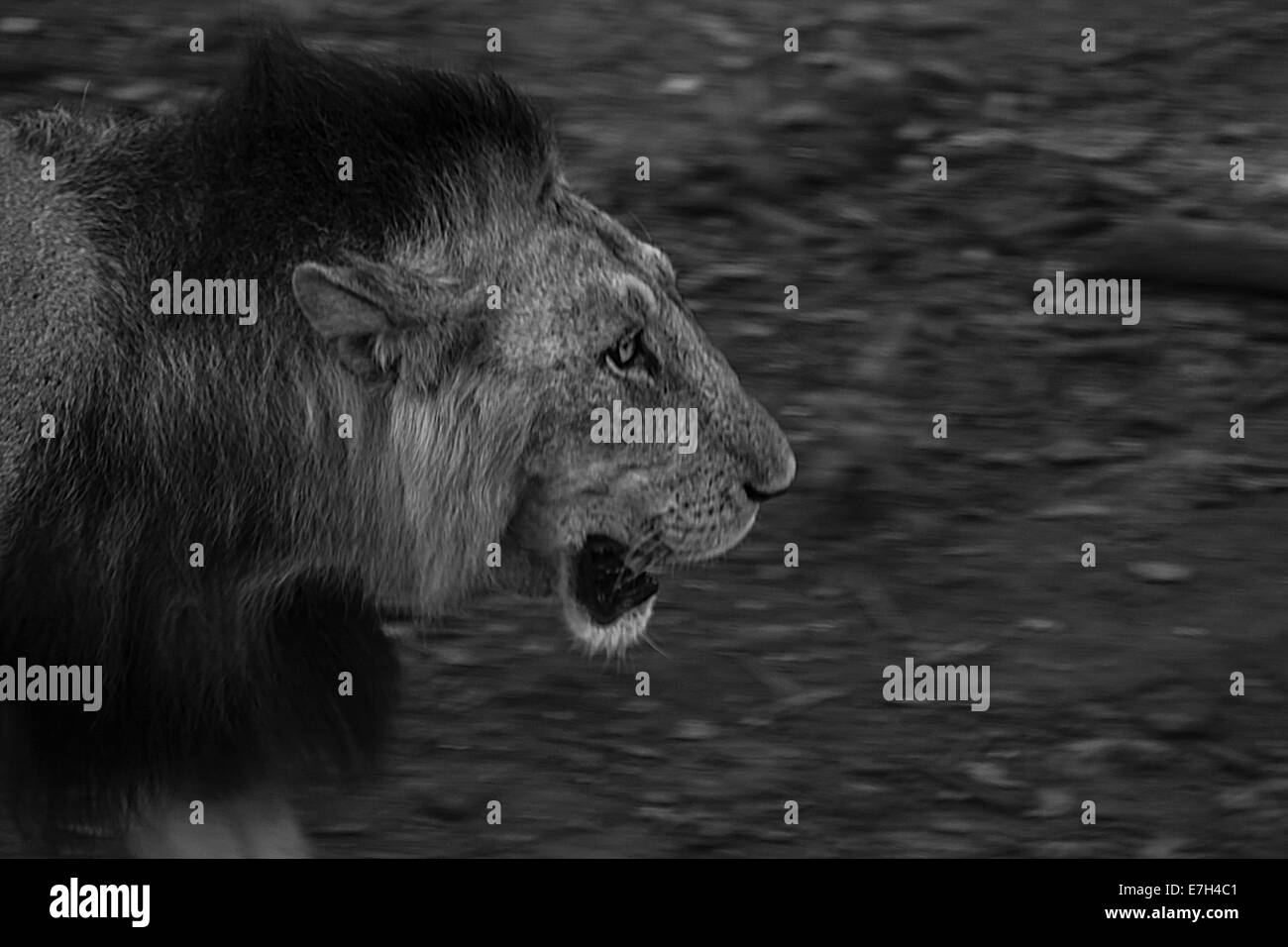 Velocità di Lion a piedi Foto Stock