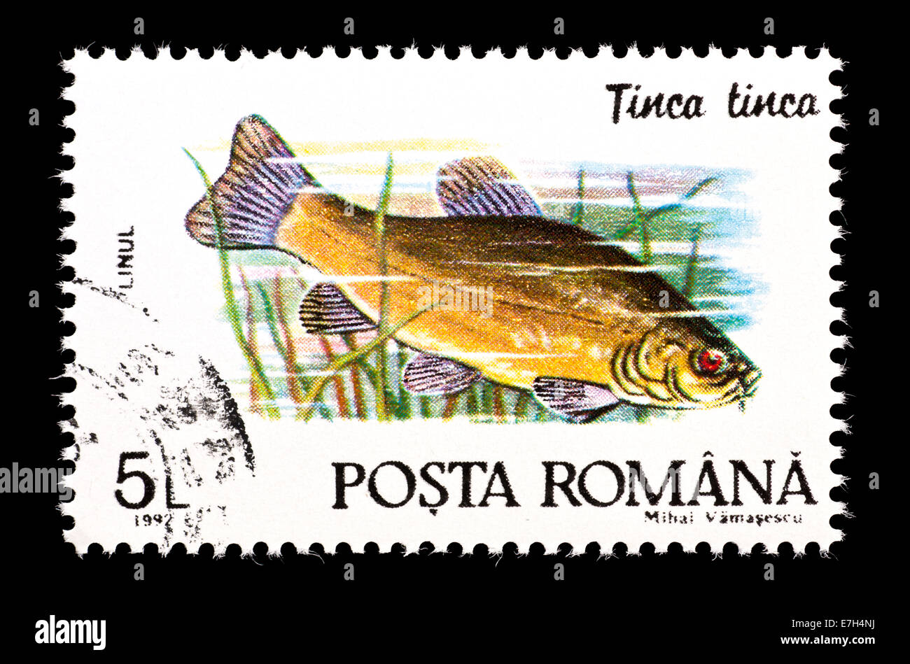 Francobollo dalla Romania raffigurante una tinca o doctor fish (Tinca tinca) Foto Stock