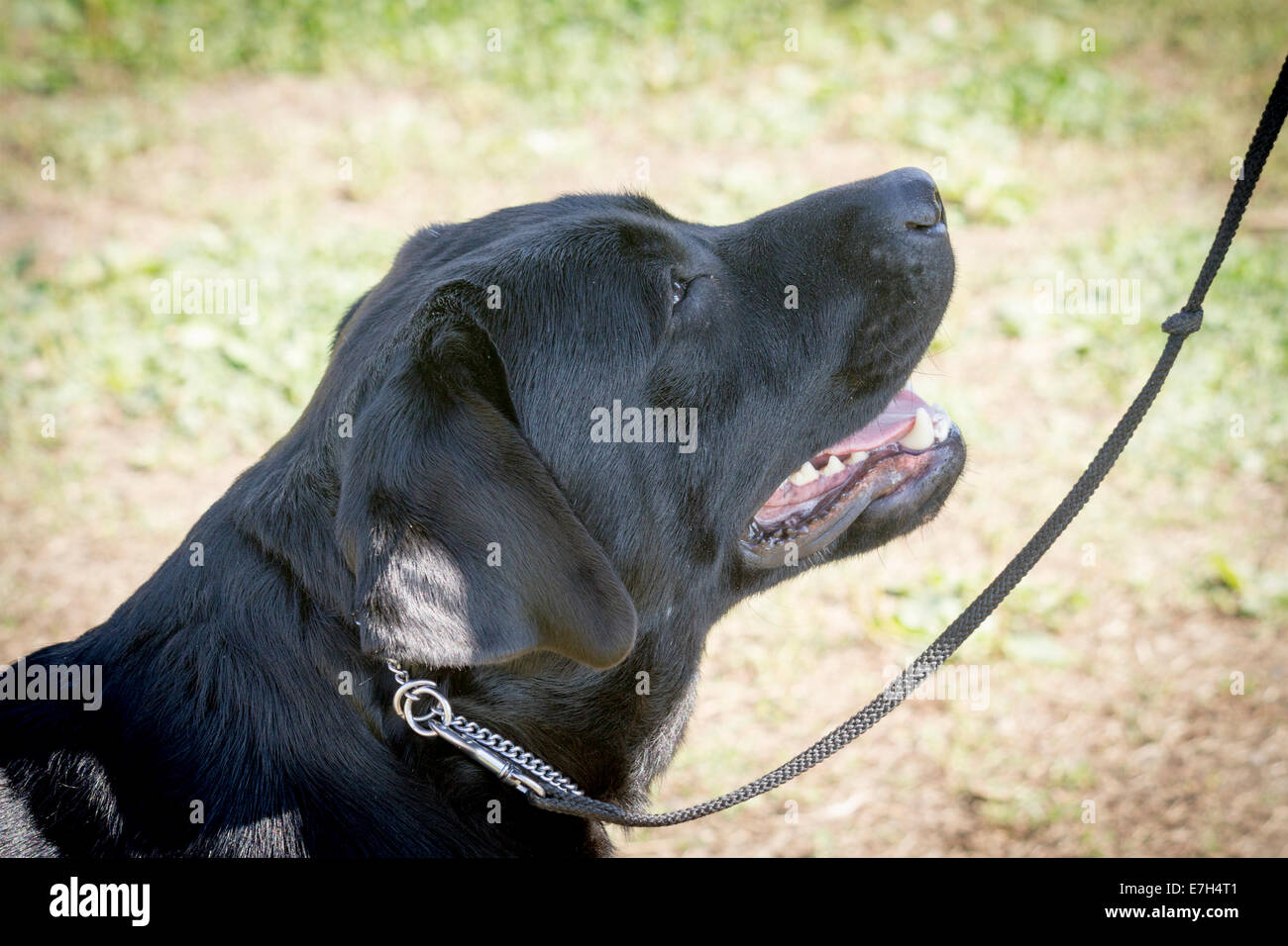 Nero Labrador Retriever nel mostrare l'anello rivolto verso il suo gestore. Foto Stock