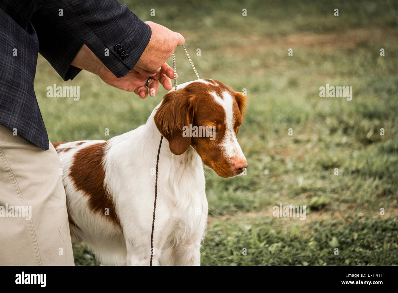 Epagneul Breton al guinzaglio in show ring a livello locale dog show. Foto Stock