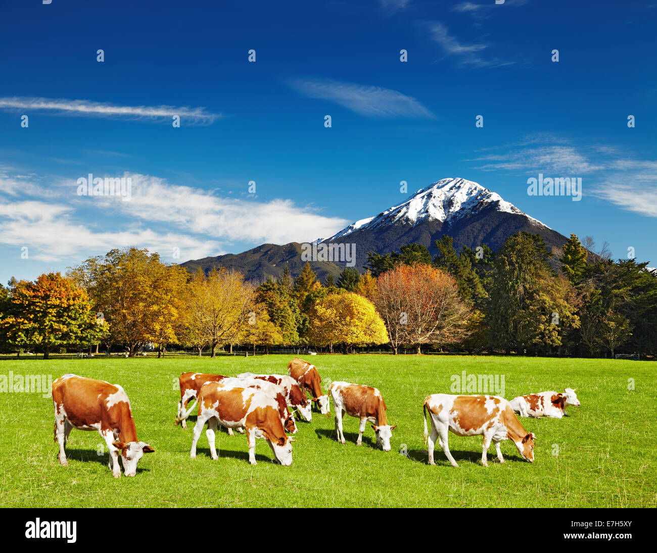 Paesaggio di montagna con mucche al pascolo Foto Stock