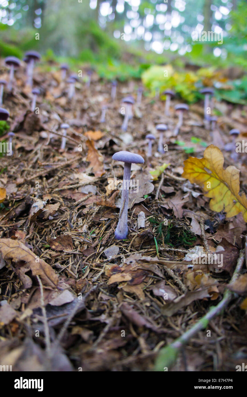 Un gruppo di blu di funghi di colore tra il giallo fogliame in un inizio autunno foresta Foto Stock
