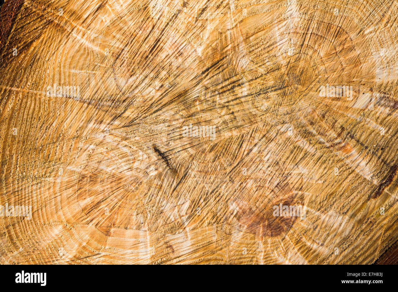 Legno a taglio trasversale, anelli, texture, Pine (CTK foto/Libor Sojka) Foto Stock