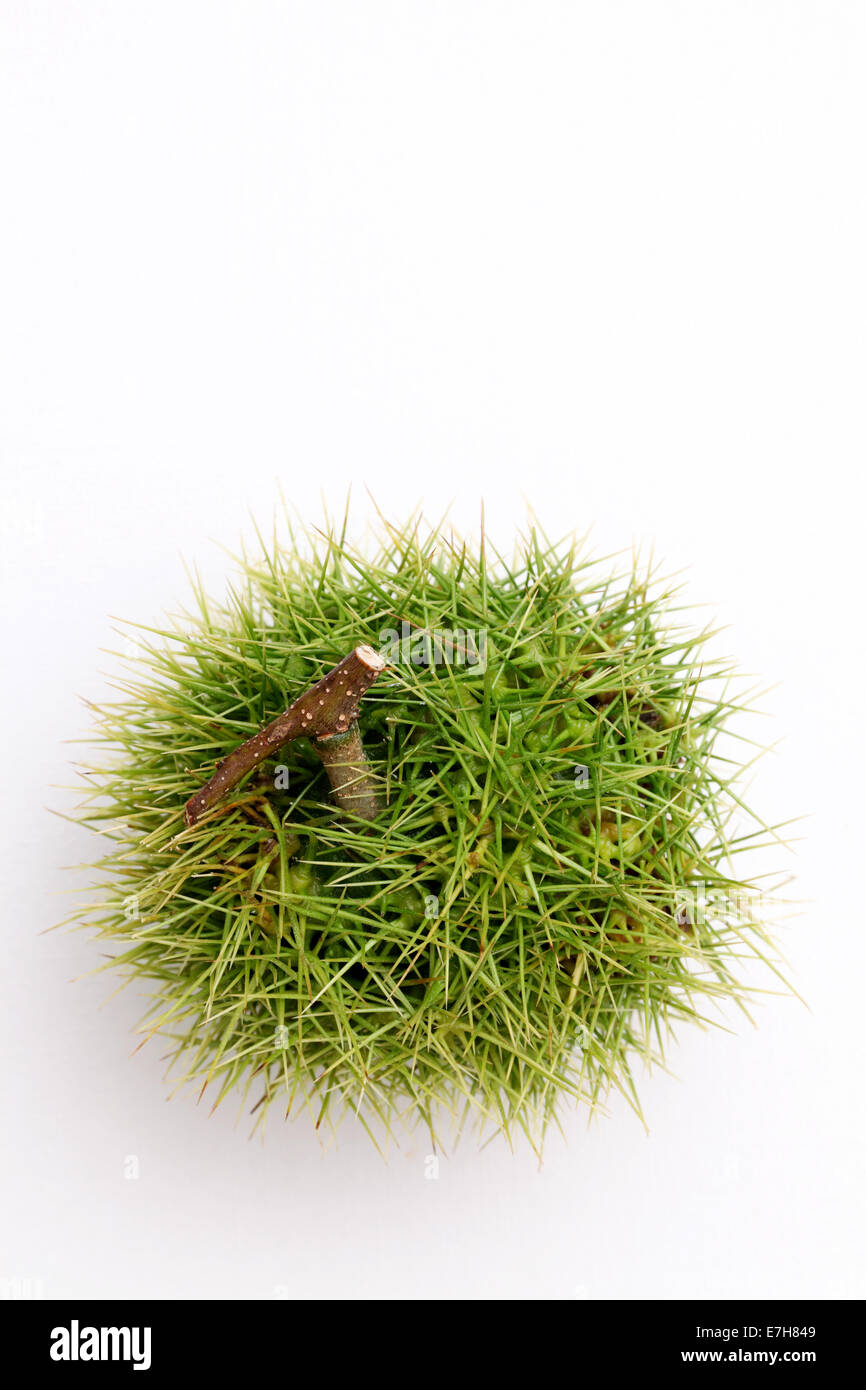 Le castagne fresche bur su sfondo bianco Foto Stock