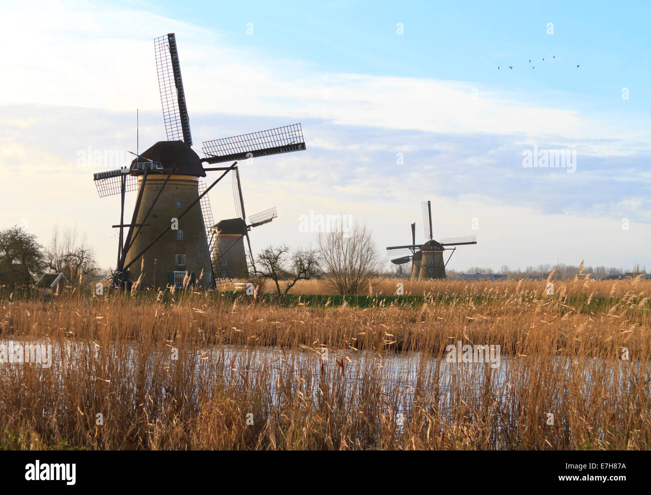 Mulini a vento di Kinderdijk, un sito patrimonio mondiale dell'unesco in inizio di mattina di sole e dorata reed in primo piano Foto Stock