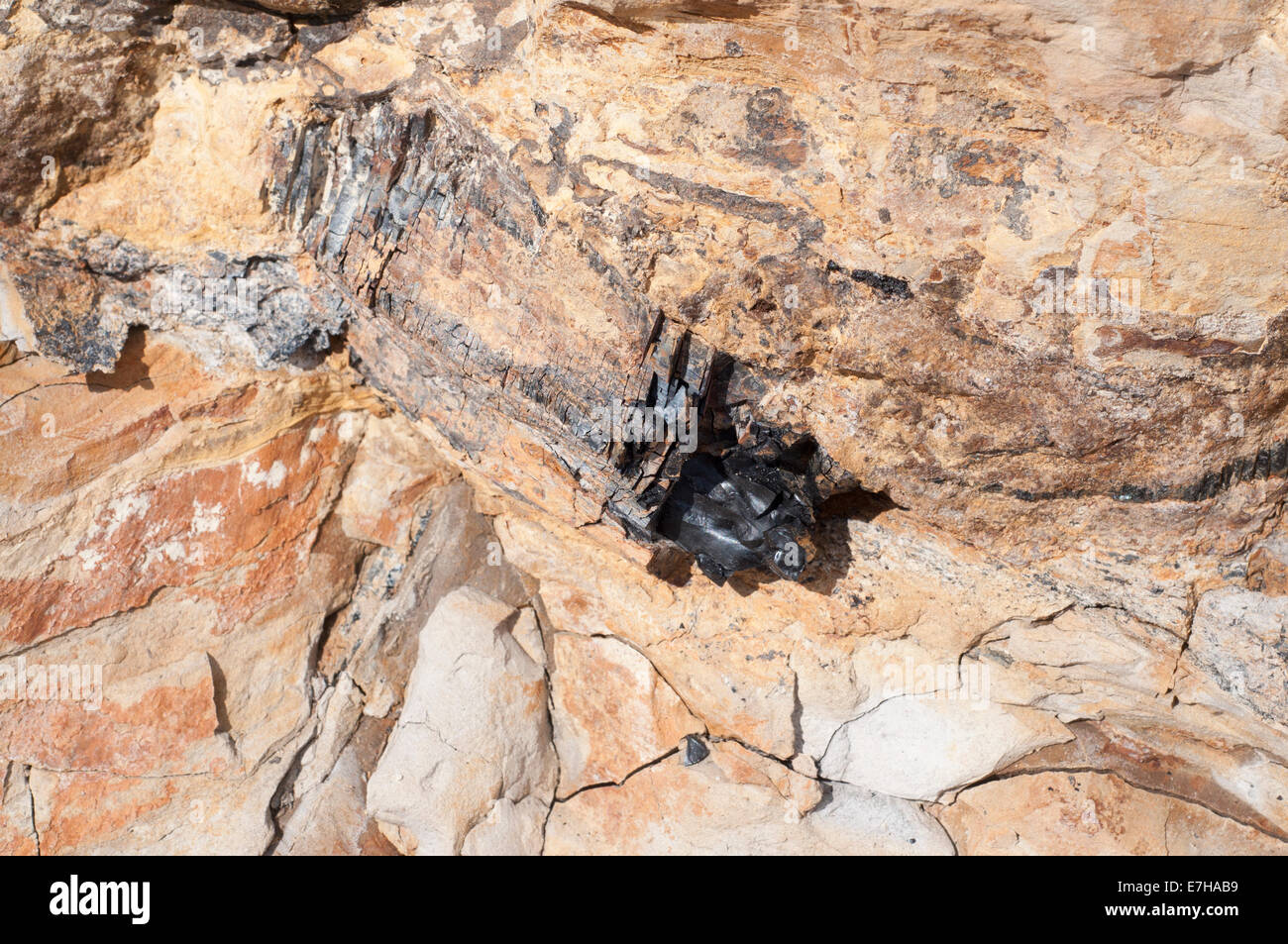 Un pezzo di carbonizzazione legno fossile nella roccia Foto Stock