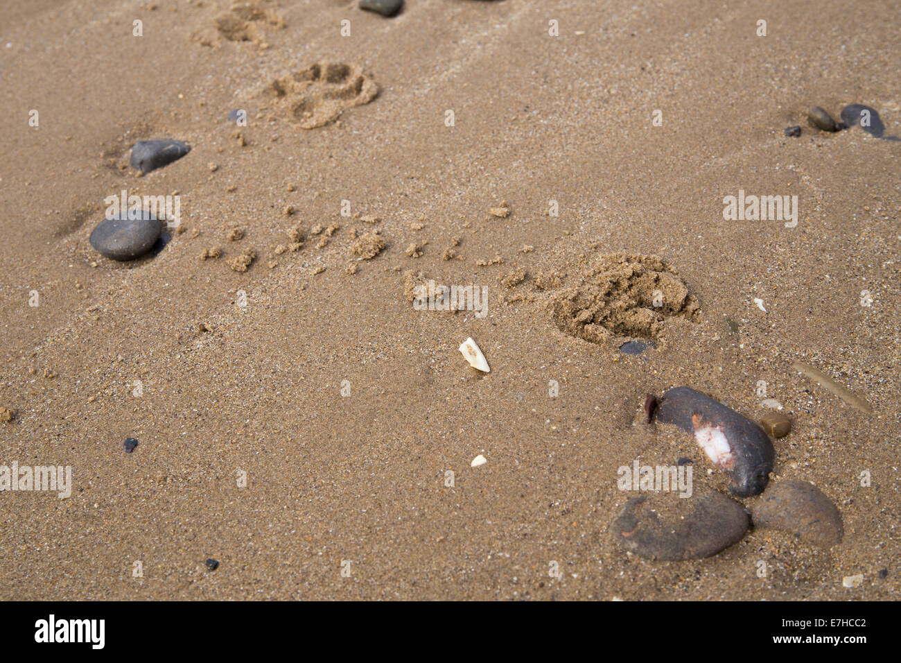 Ciottoli e cane impronte sulla spiaggia sabbiosa, Tenby. Foto Stock