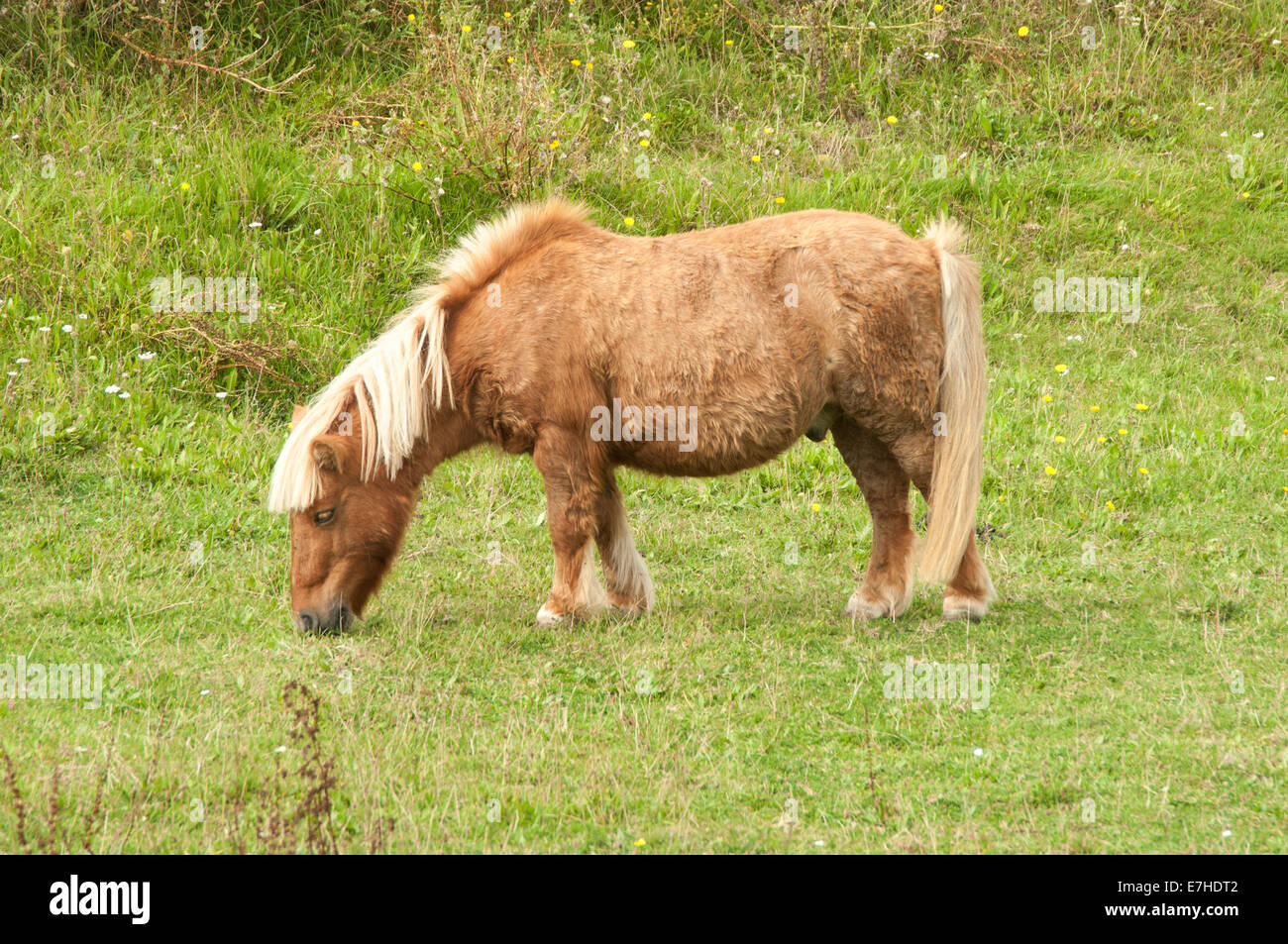 Pony Shetland pascolare in un campo Foto Stock
