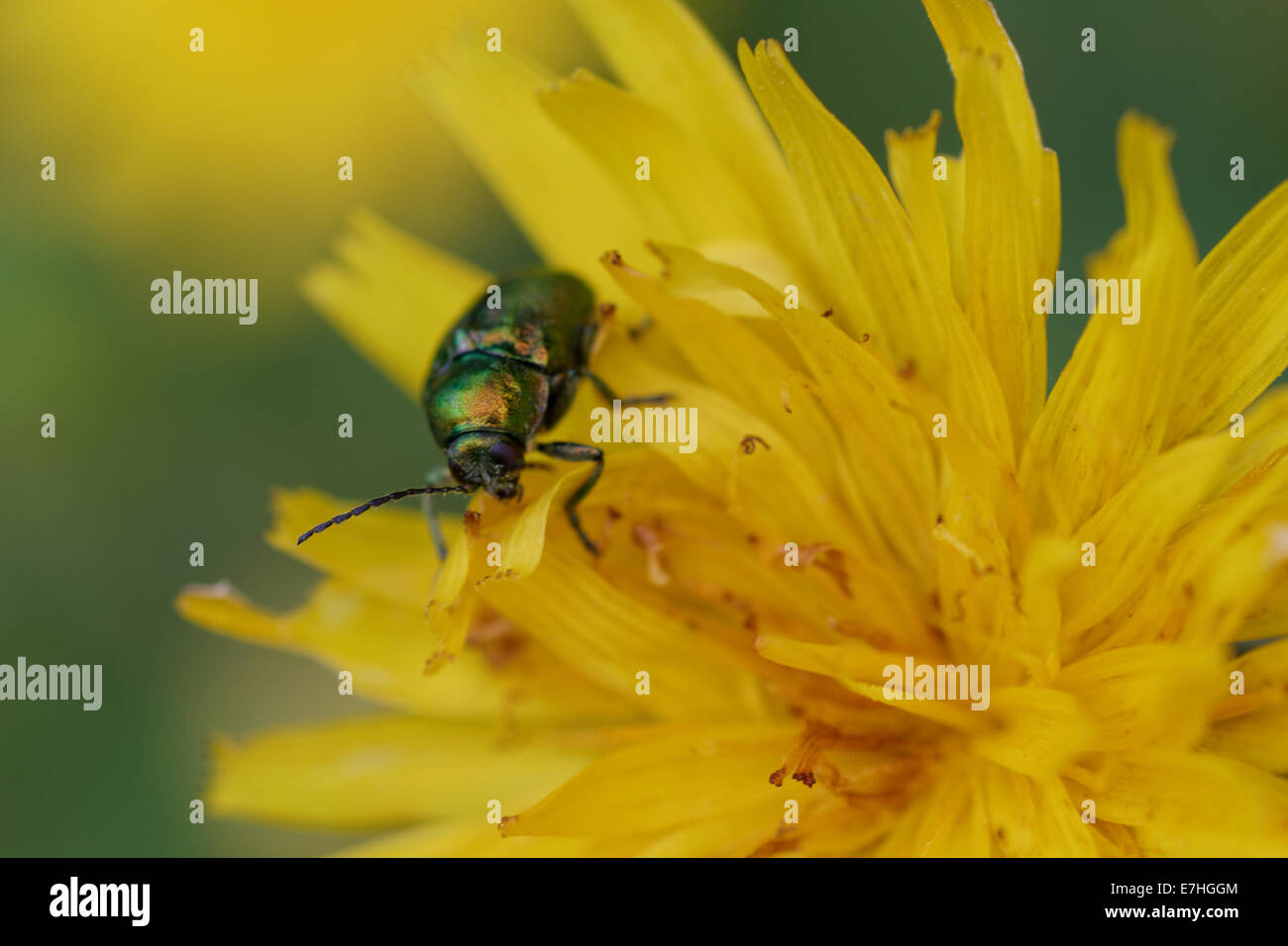 Emerald Ash-borer Beetle, Anthaxia hungarica maschio adulto Foto Stock
