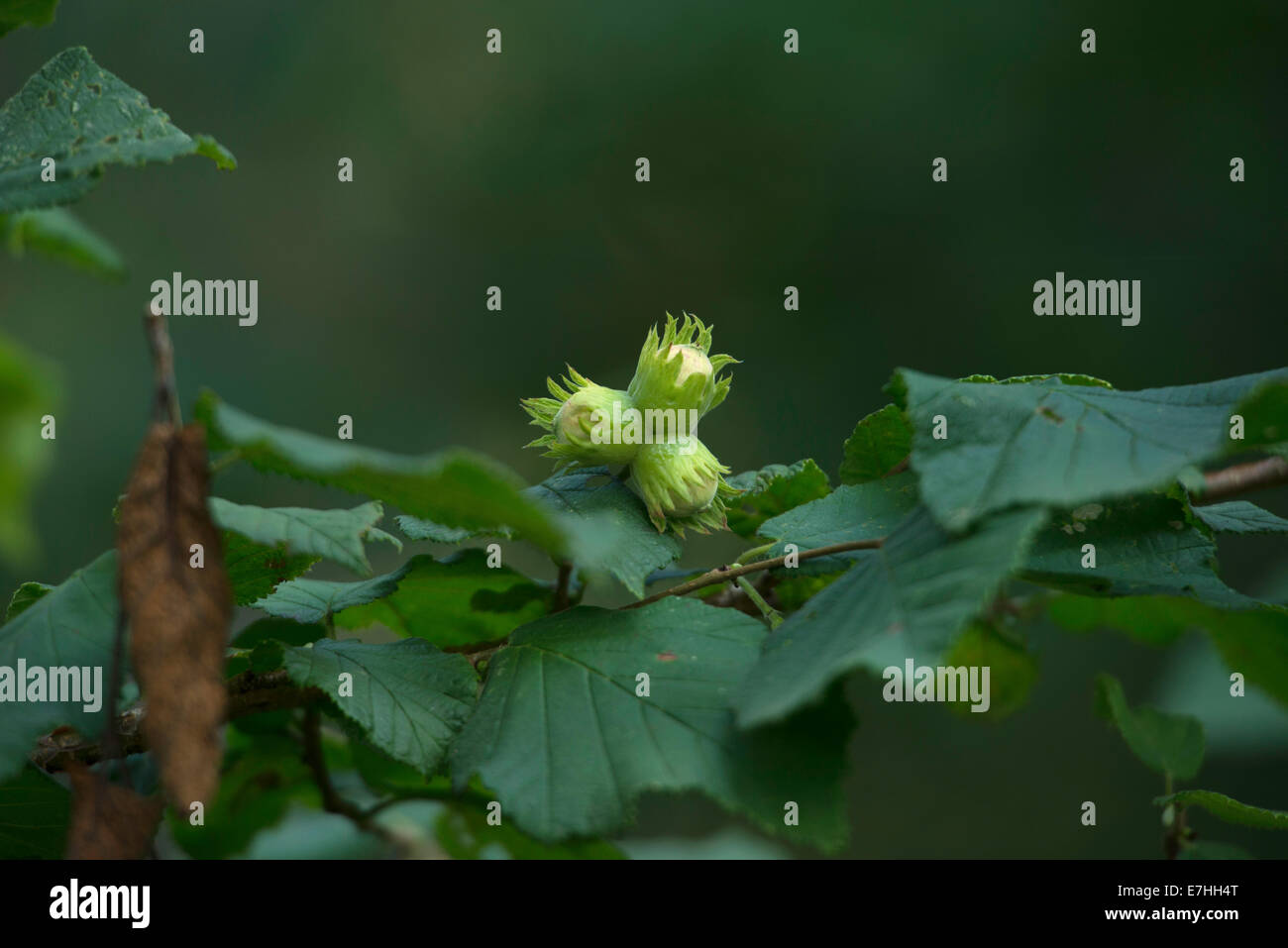 Nocciole (Corylus avellana) settembre 2014. Foto Stock