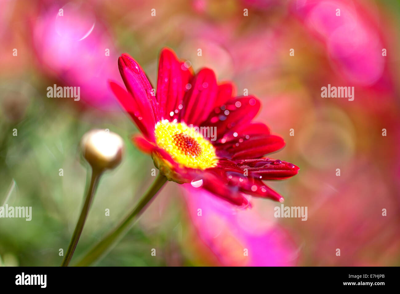 Un singolo red daisy close-up, ammorbidito, offuscata fuori fuoco sfondo, Butchart Gardens Victoria Foto Stock