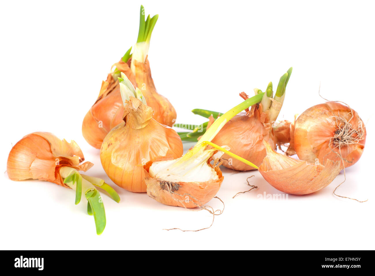 In crescita le lampadine di cipolla con freschi cavoli verdi isolate su sfondo bianco Foto Stock