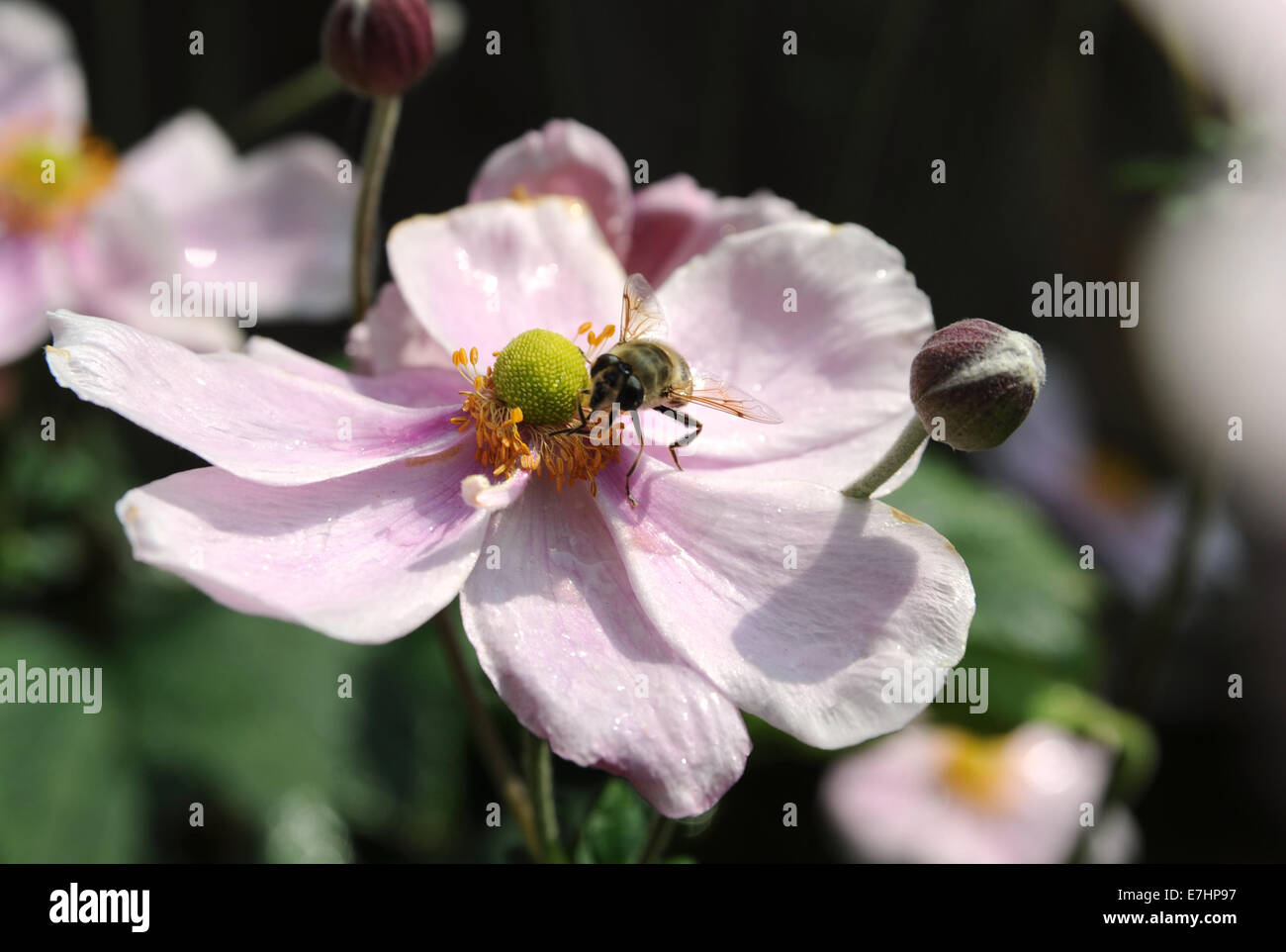 Il miele delle api in appoggio su un cinese fiore Anemone hupehensis Anemone 'Hadspen abbondanza' Foto Stock