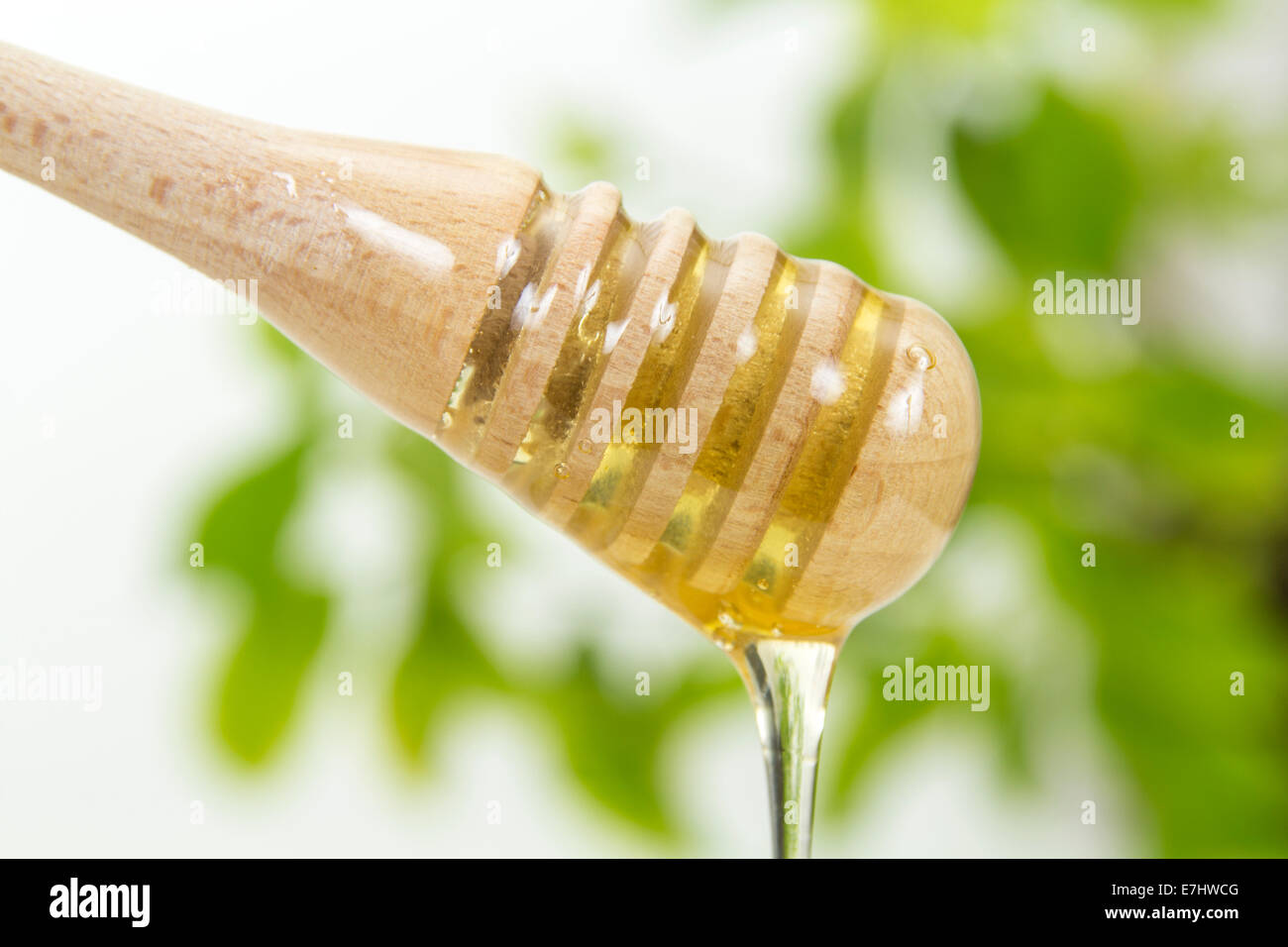 Il miele che gocciola dalla bacchetta di legno e uno sfondo verde Foto Stock