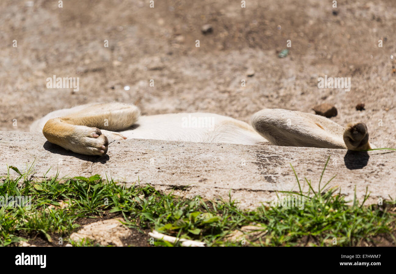 Le zampe di cane dormire a terra Foto Stock