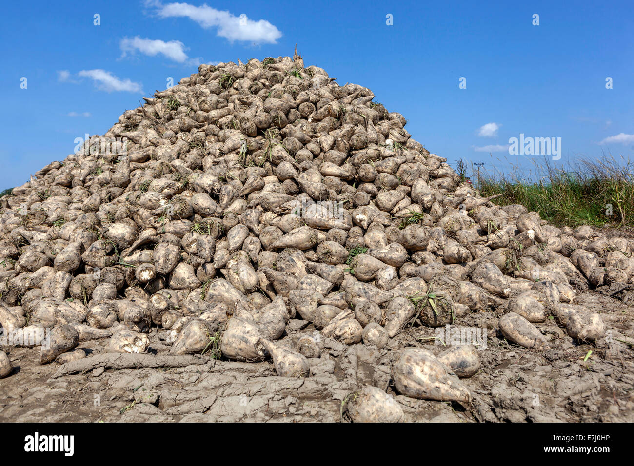 Pila di raccolti di barbabietole da zucchero, Repubblica Ceca, Europa Foto Stock