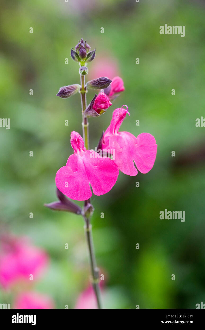 Salvia microphylla "Cerro Potosi'. Piccolo arbusto sempreverde che cresce in un confine di fiori. Foto Stock