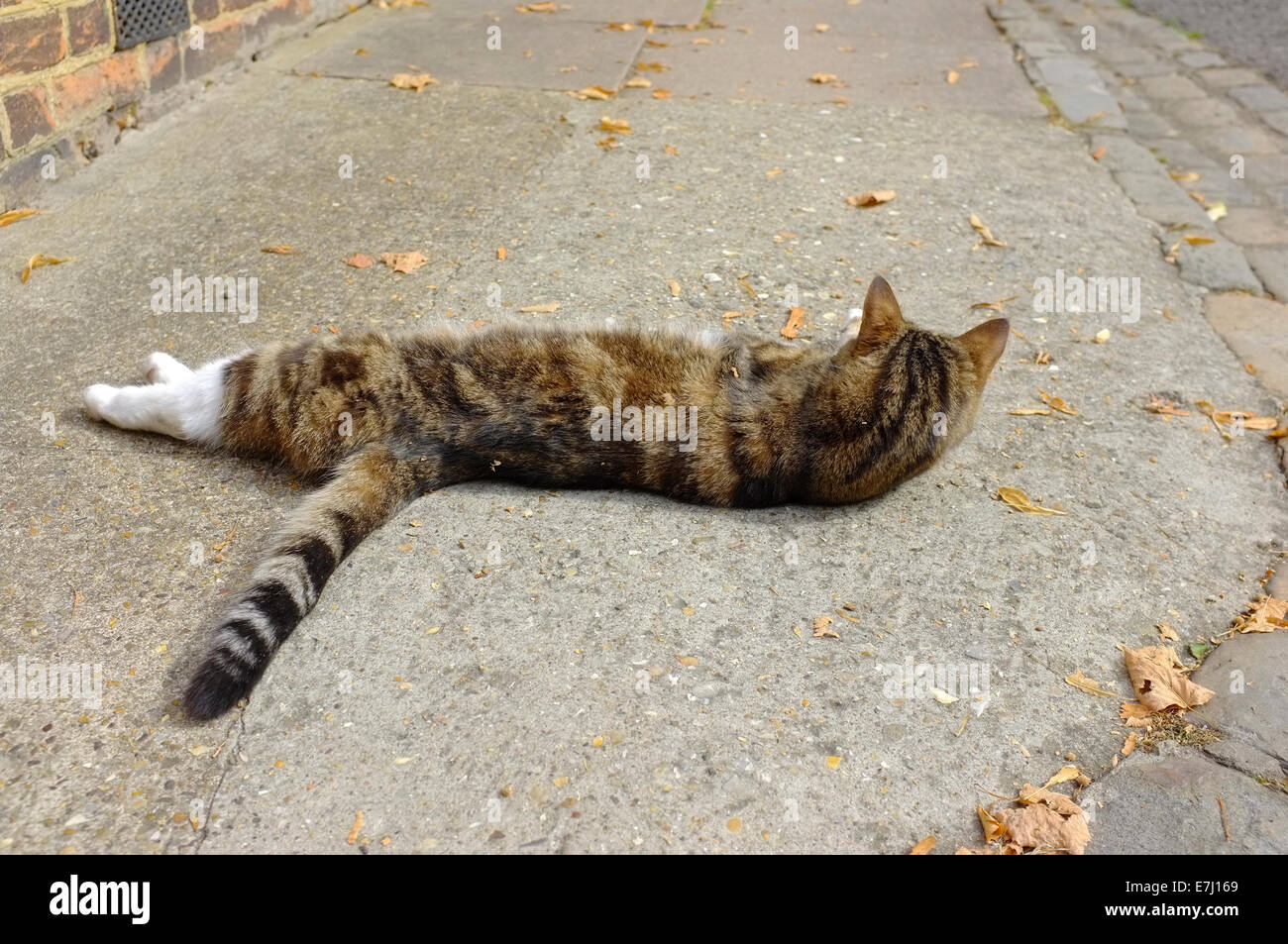 Gatto sdraiato in appoggio in strada Foto Stock