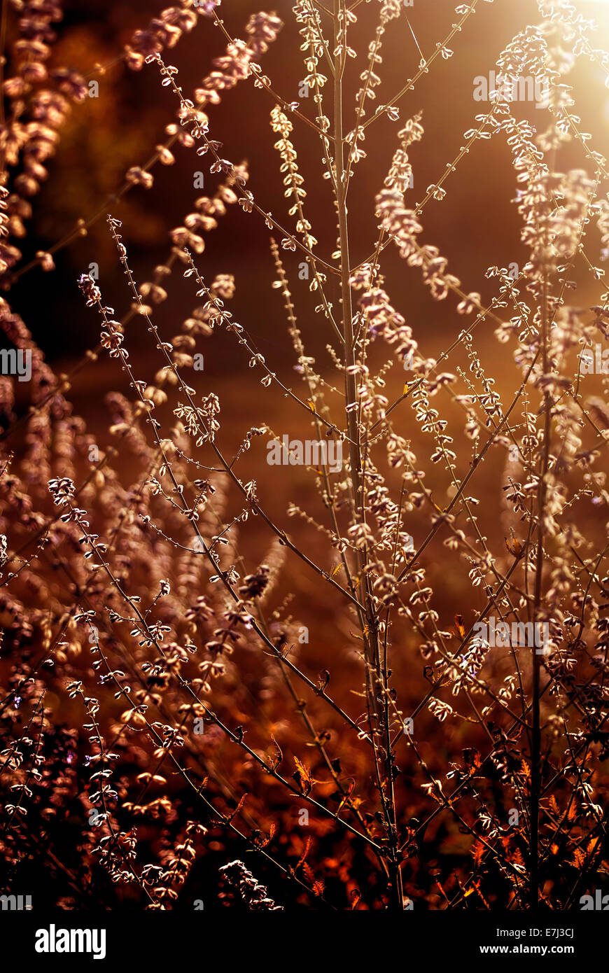 Retroilluminato piante soffici in sunset Foto Stock