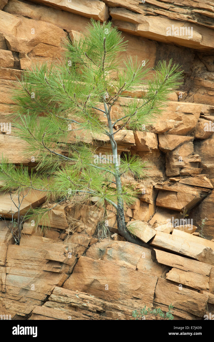 Pine Tree crescono fuori di roccia sul lato di una scogliera. Foto Stock