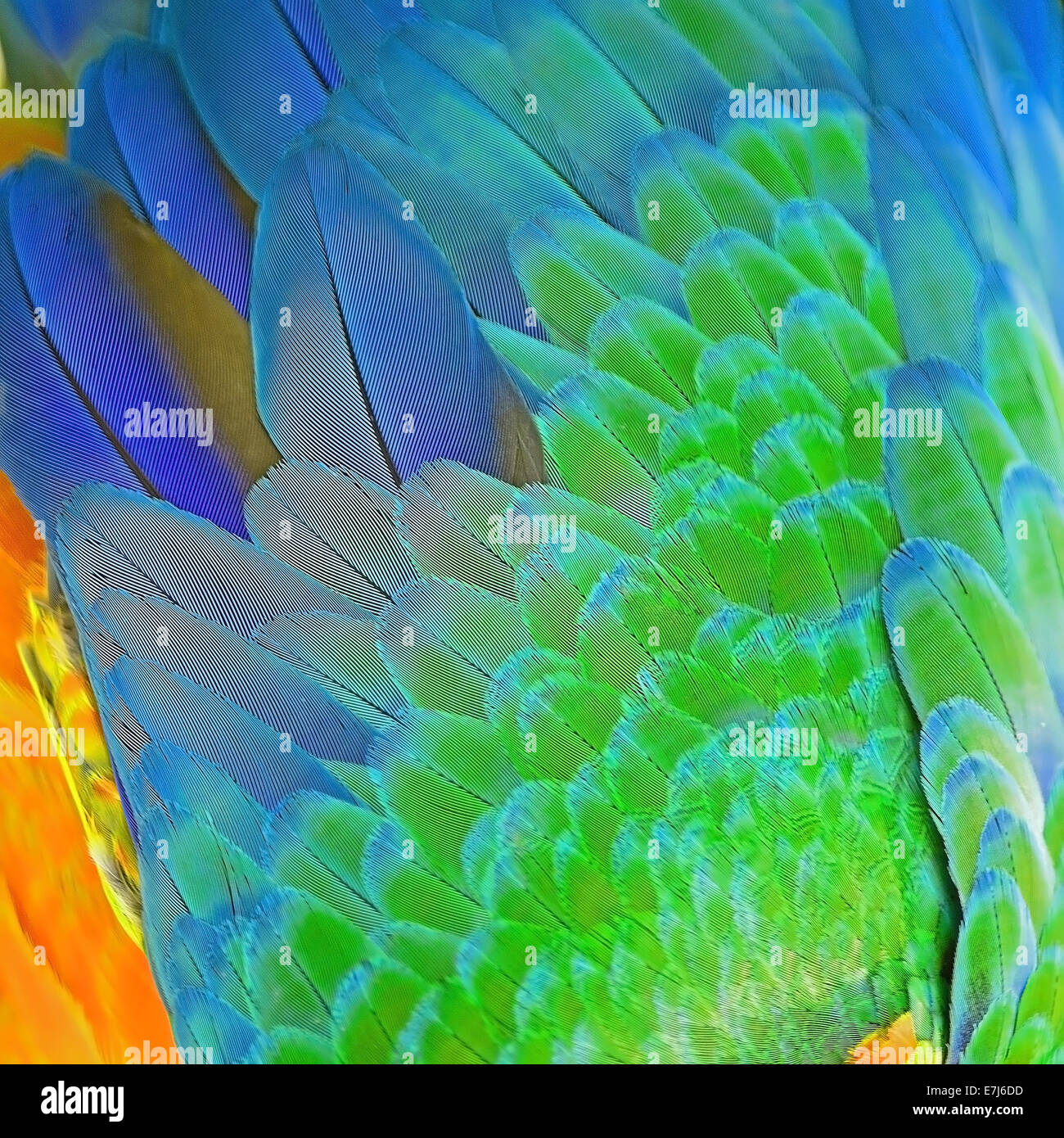 Piume colorate, Arlecchino Macaw feathers texture di sfondo, immagine del filtro Foto Stock
