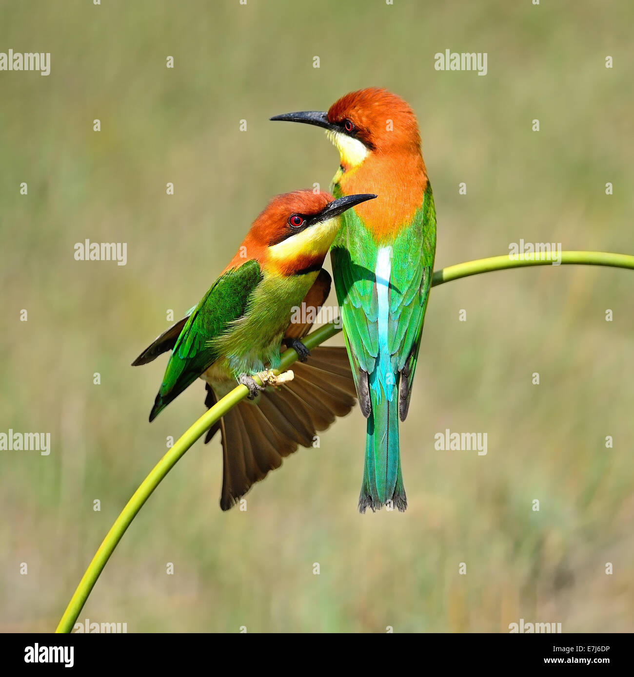 Coloratissimo gruccione bird, castagne e intitolata Gruccione (Merops leschenaulti), seduto su un ramo Foto Stock
